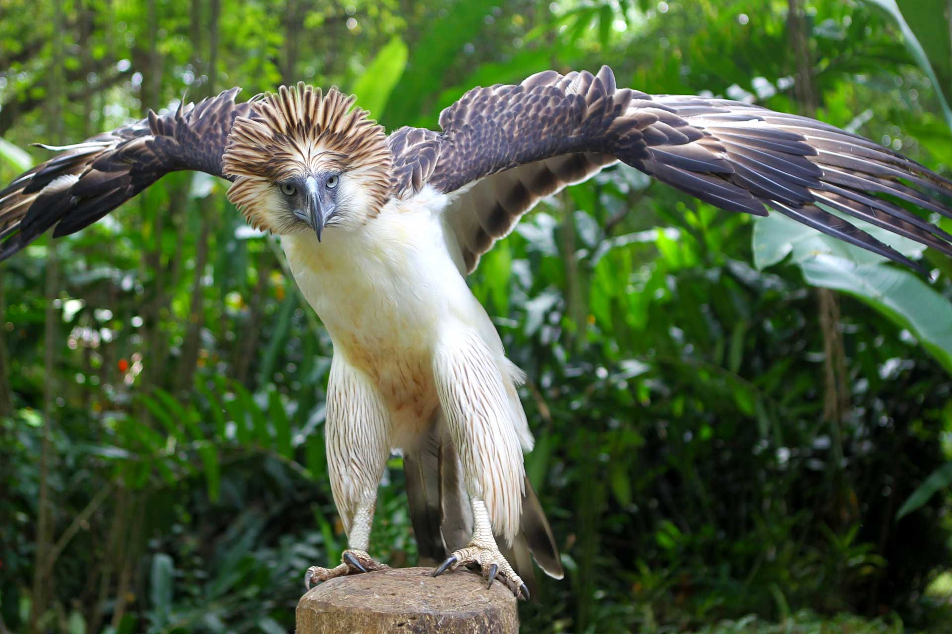 Enchanted Kingdom EK Philippine Eagle Agila