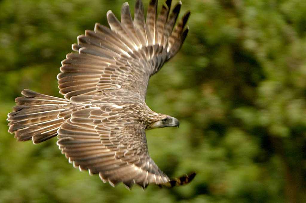 Enchanted Kingdom EK Philippine Eagle Agila