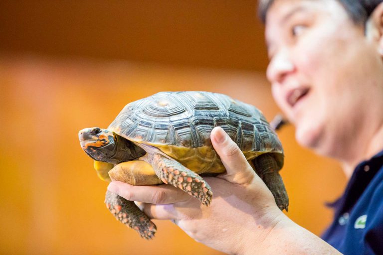 Educational Tours Enchanted Kingdom